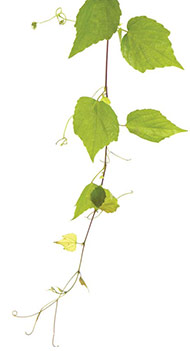 leaf